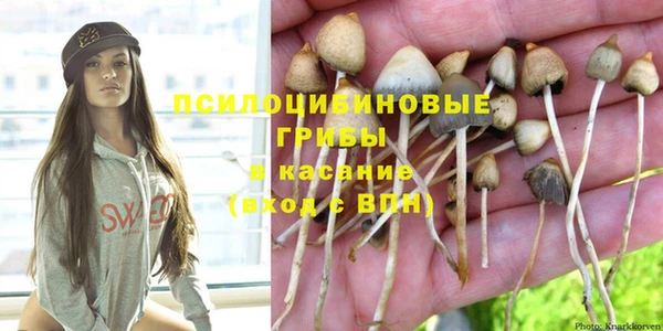 шишки Белокуриха